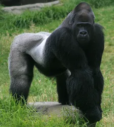 A male western silverback gorilla as photographed by Brocken Inaglory.